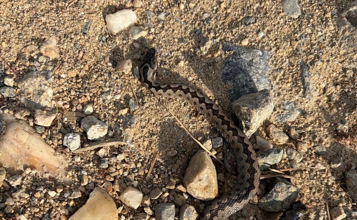 FOTO: Pui de Vipera Berus, fotografiat pe drum, în apropierea taberei din Luncile Prigoanei. Specia este veninoasă